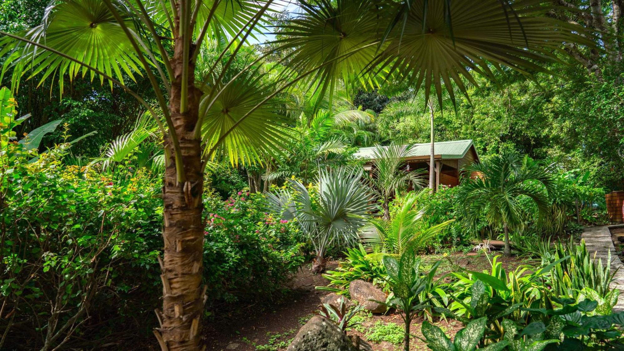 Au Jardin Des Colibris Ecolodge&Spa Deshaies Exterior photo